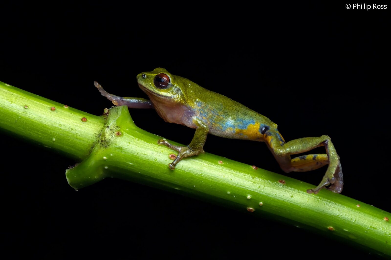Beddome’s bush frog (Raorchestes beddomii) climbing a green stem
