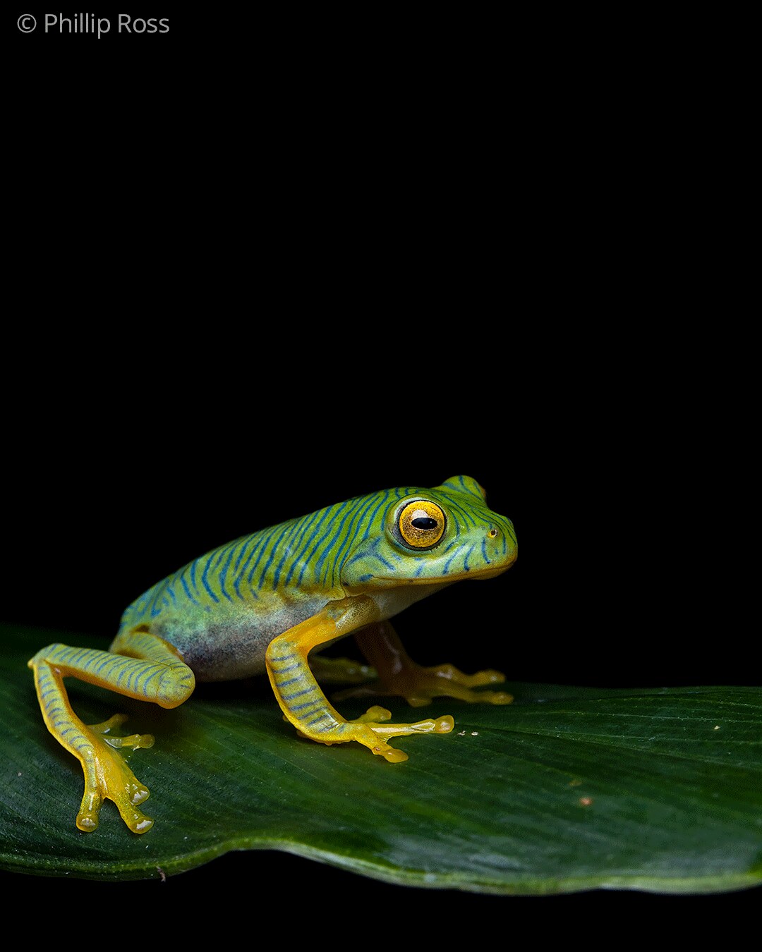 A juvenile false Malabar gliding frog (Rhacophorus pseudomalabaricus)
