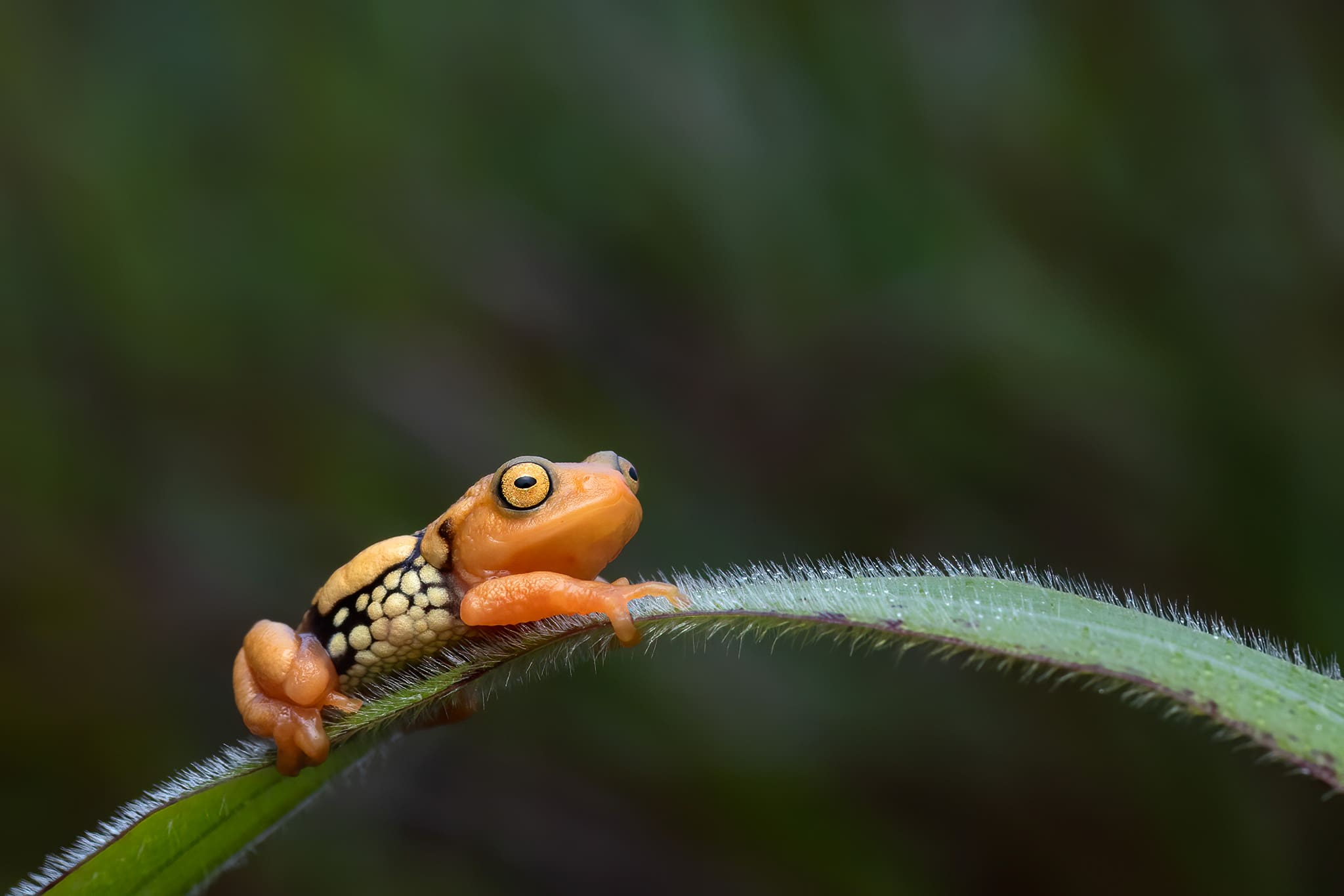 An endangered resplendent shrub frog (Raorchestes resplendens) on a blade of grass in the high-altitude grasslands of the Anaimalais