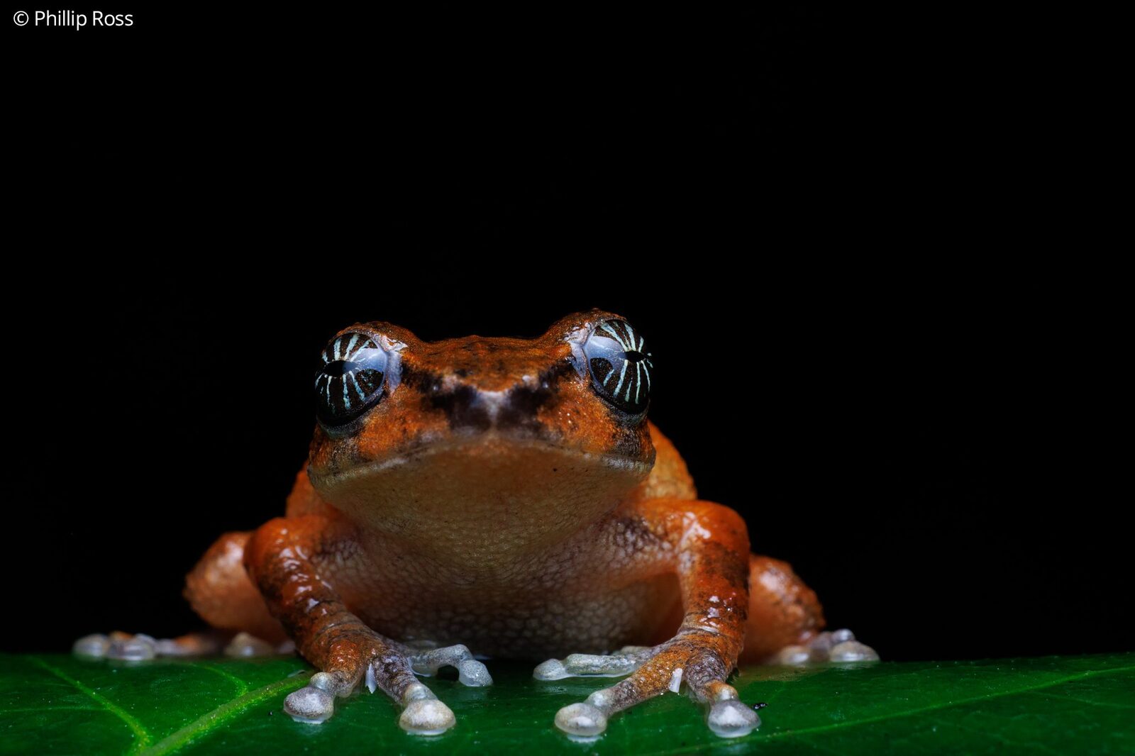 A star-eyed bush frog (Raorchestes signatus) on a leaf