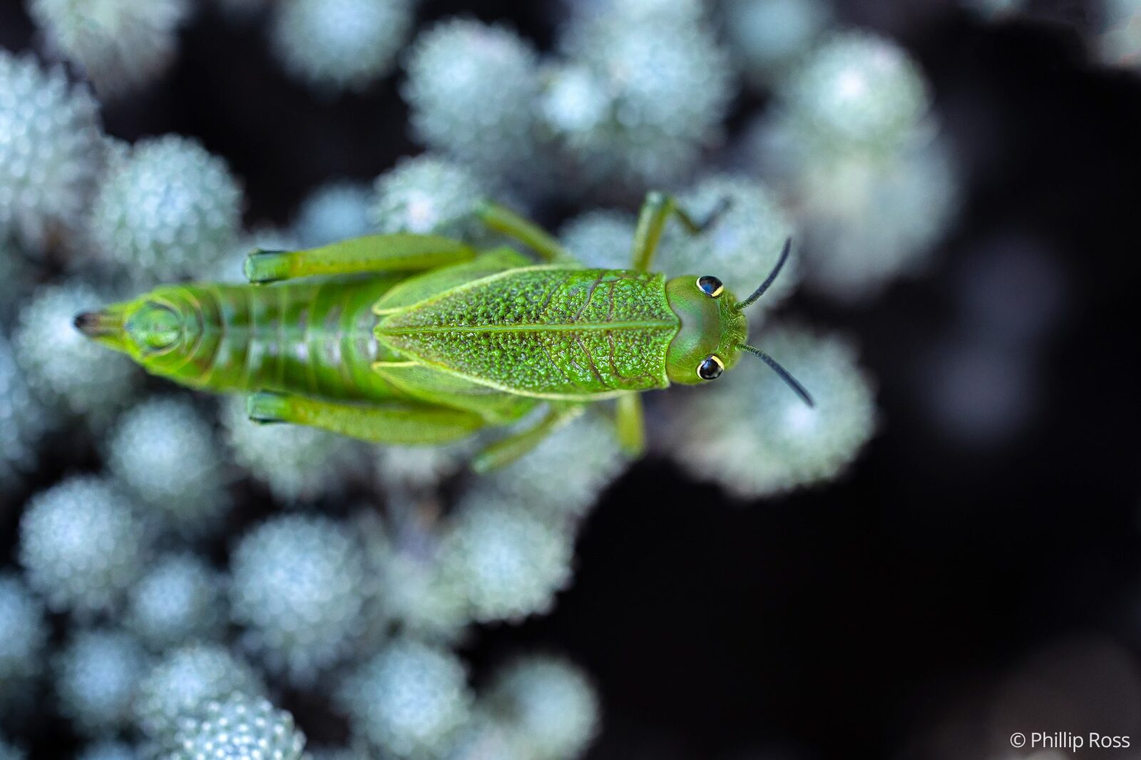 A green grasshopper on flower heads