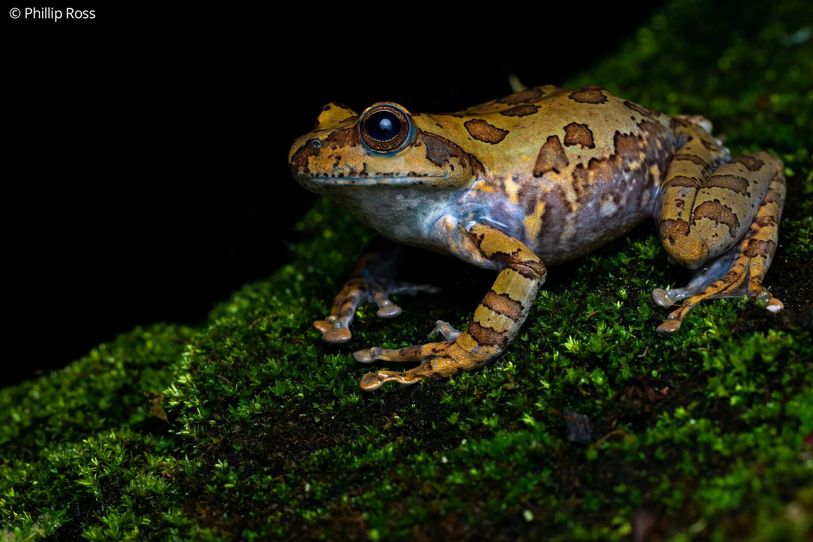 A spotted green tree frog (Ghatixalus variabilis) sitting on mossy bark