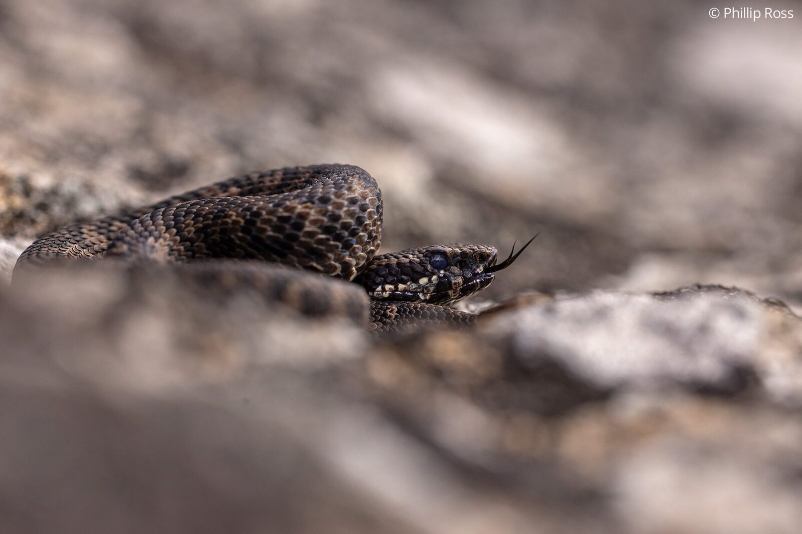 A horseshoe pit viper (Craspedocephalus strigatus) flicking its tongue on the rock