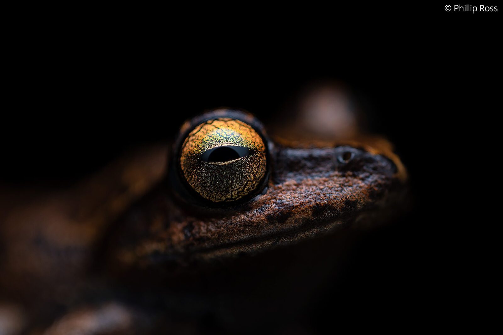 A frog&rsquo;s eye, close up