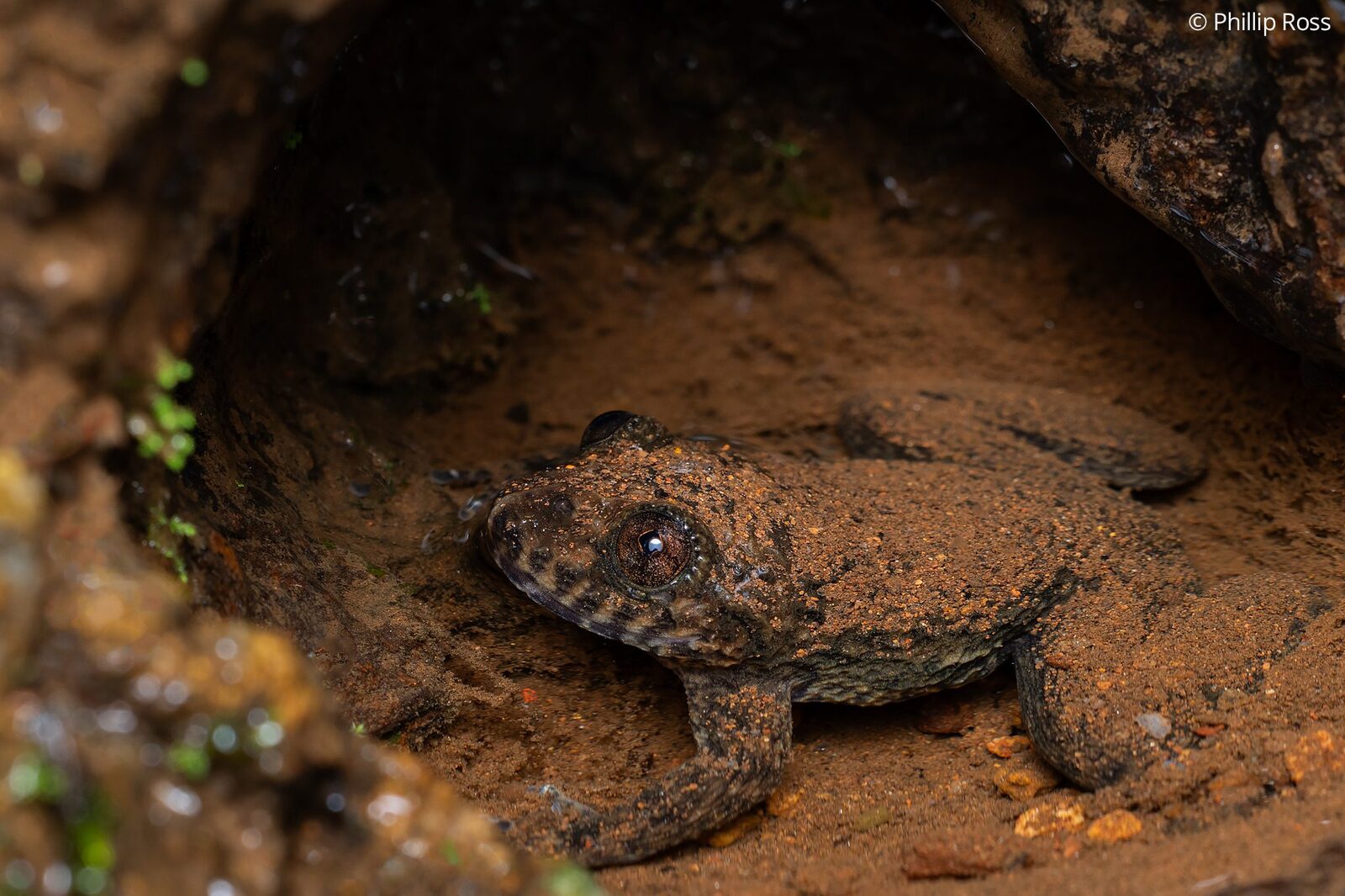Nyctibatrachus indraneili, or Indraneil&rsquo;s night frog, in a muddy hollow