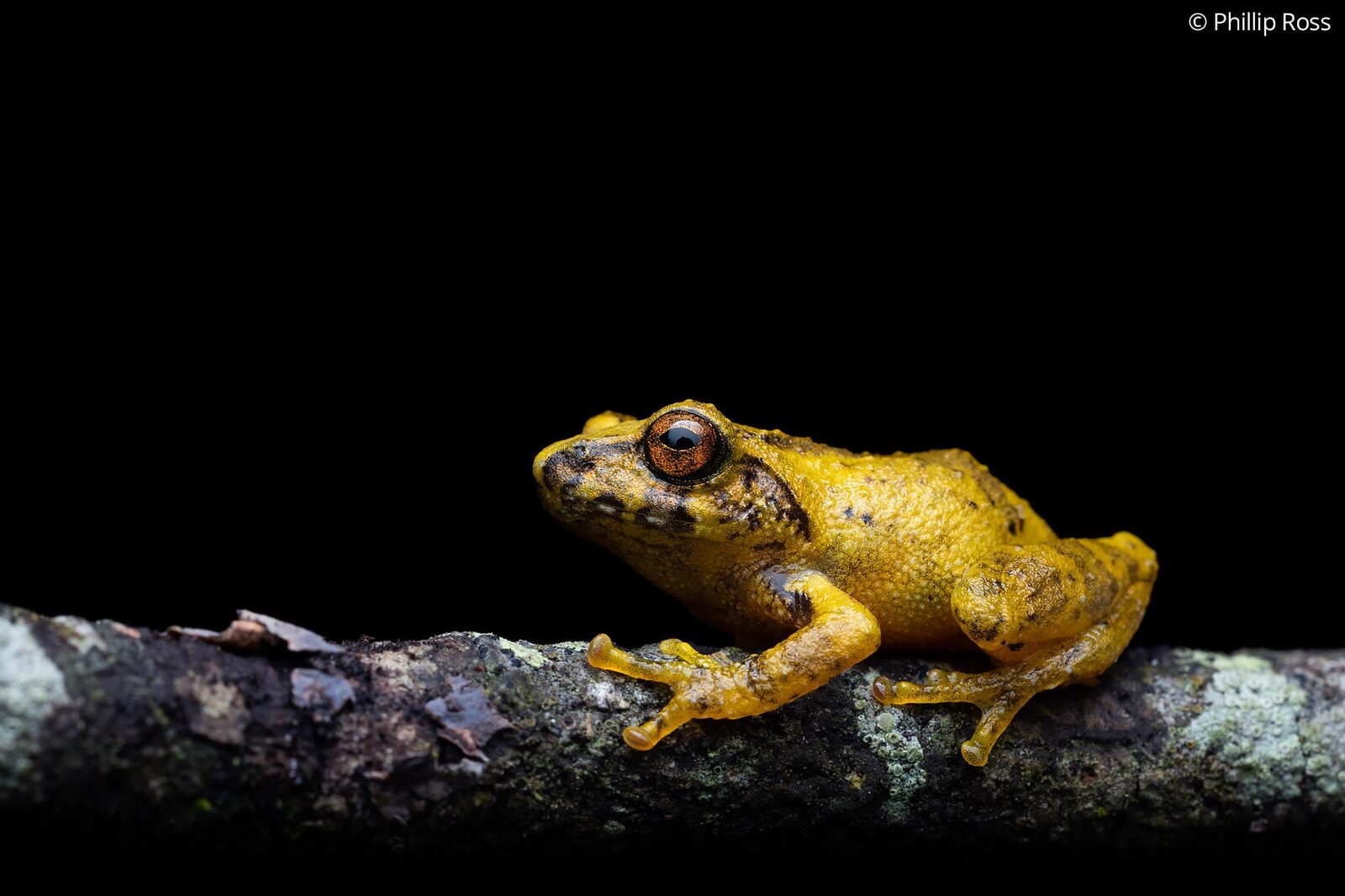 A seldom-seen yellow morph of a male star-eyed bush frog (Raorchestes signatus)