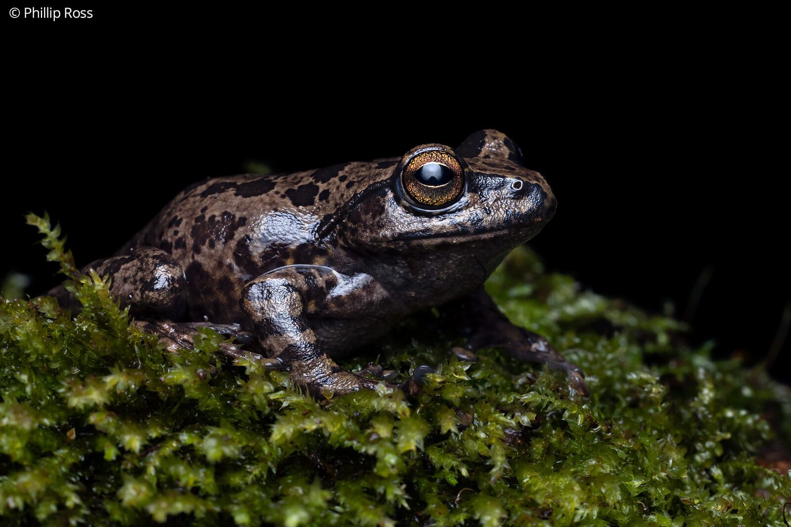 A spotted green tree frog (Ghatixalus variabilis) sitting on moss