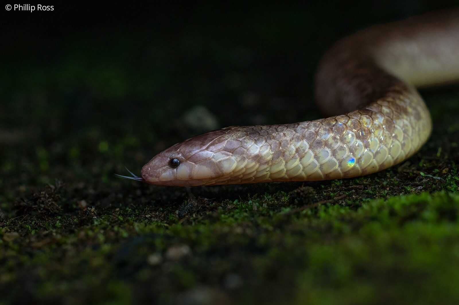 A very rare albino Perrotet&rsquo;s mountain snake (Xylophis perroteti) seen on one of our night walks