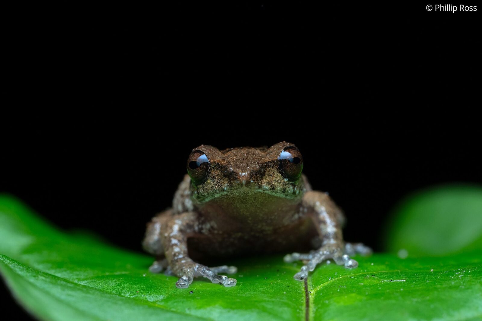Raorchestes ravii on a leaf