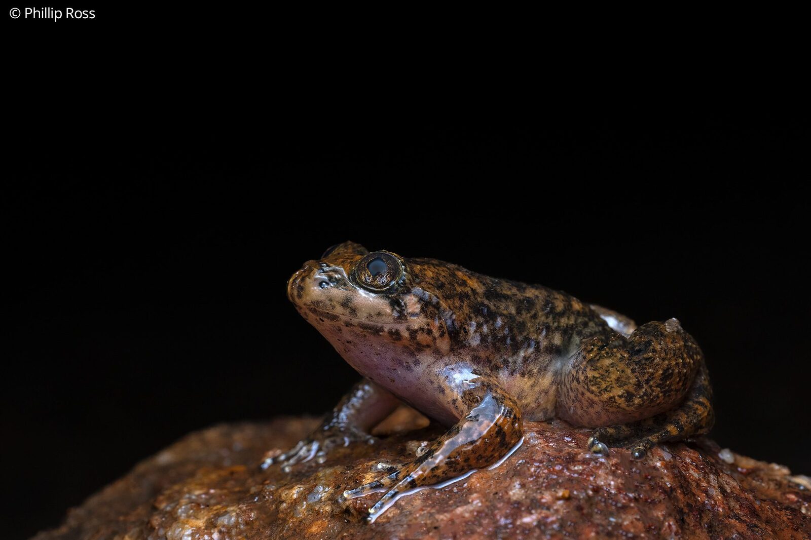A VUB night frog (Nyctibatrachus vrijeuni) on a rock