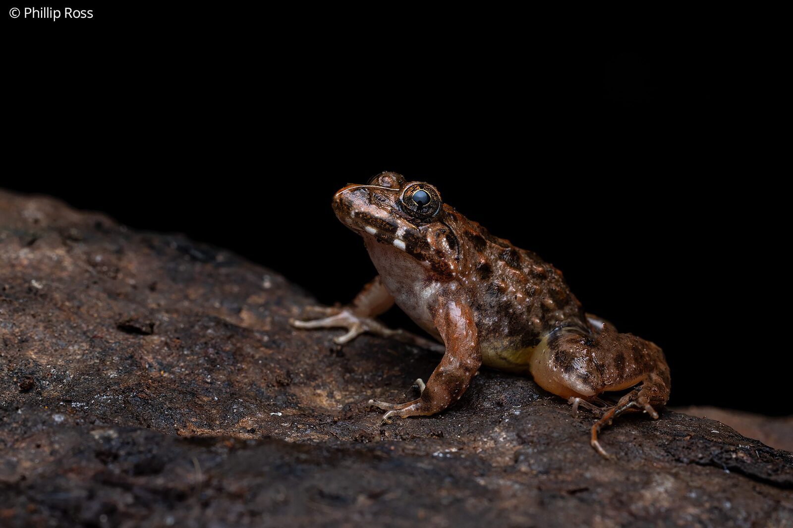 A cricket frog on a rock at night