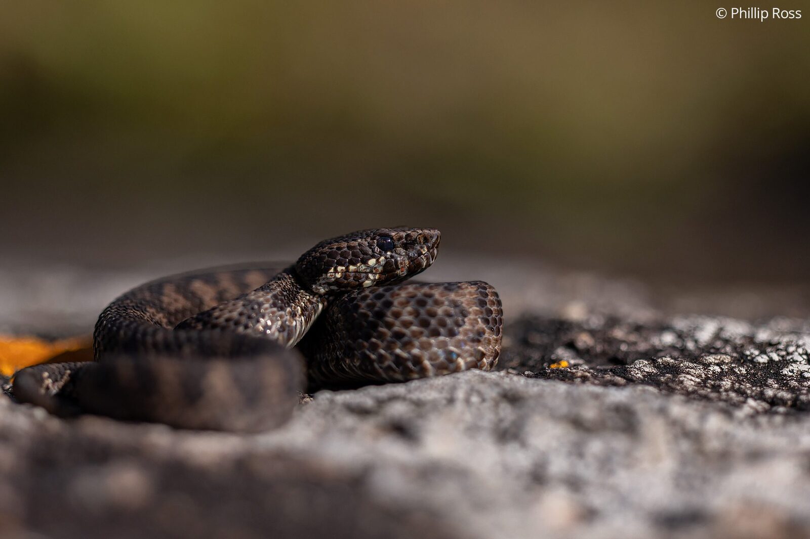 A horseshoe pit viper (Craspedocephalus strigatus) coiled on a rock
