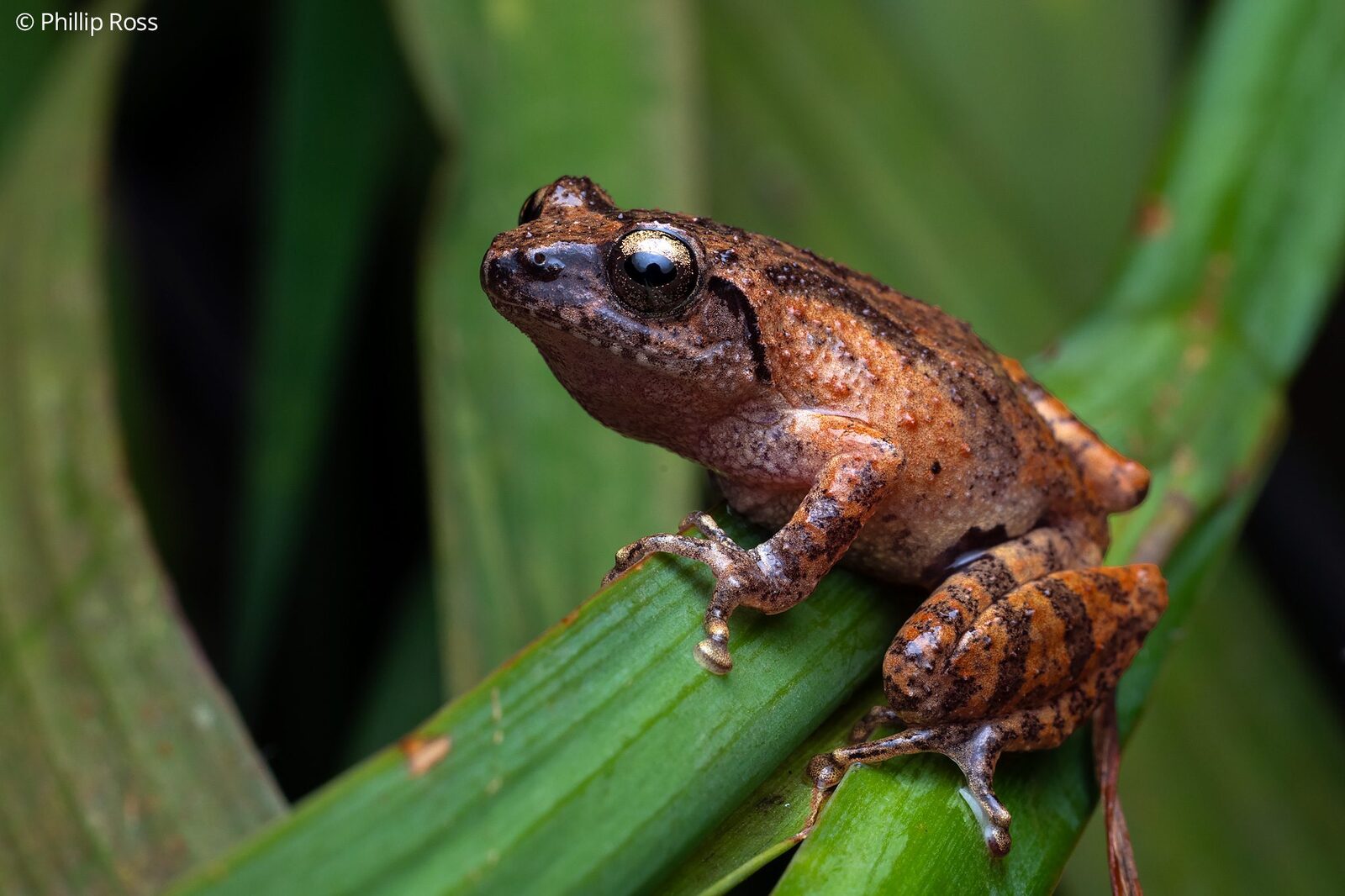 A Coonoor bush frog (Raorchestes coonoorensis) on a grass stem