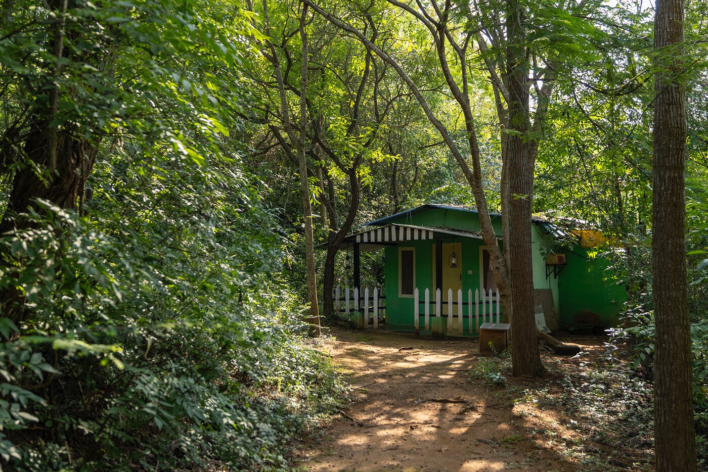 The green forest facing room at the end of a shaded path, among tall trees