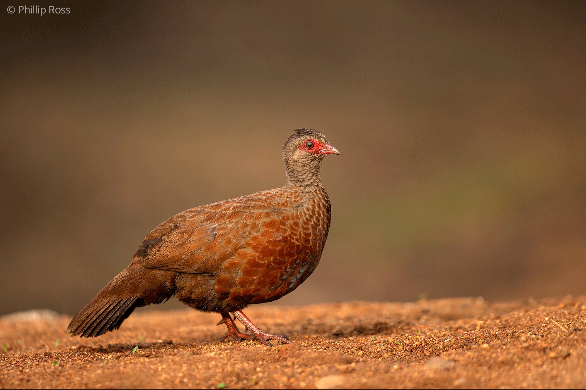 A red spurfowl on the red earth of The Outback Farm, Bannerghatta National Park