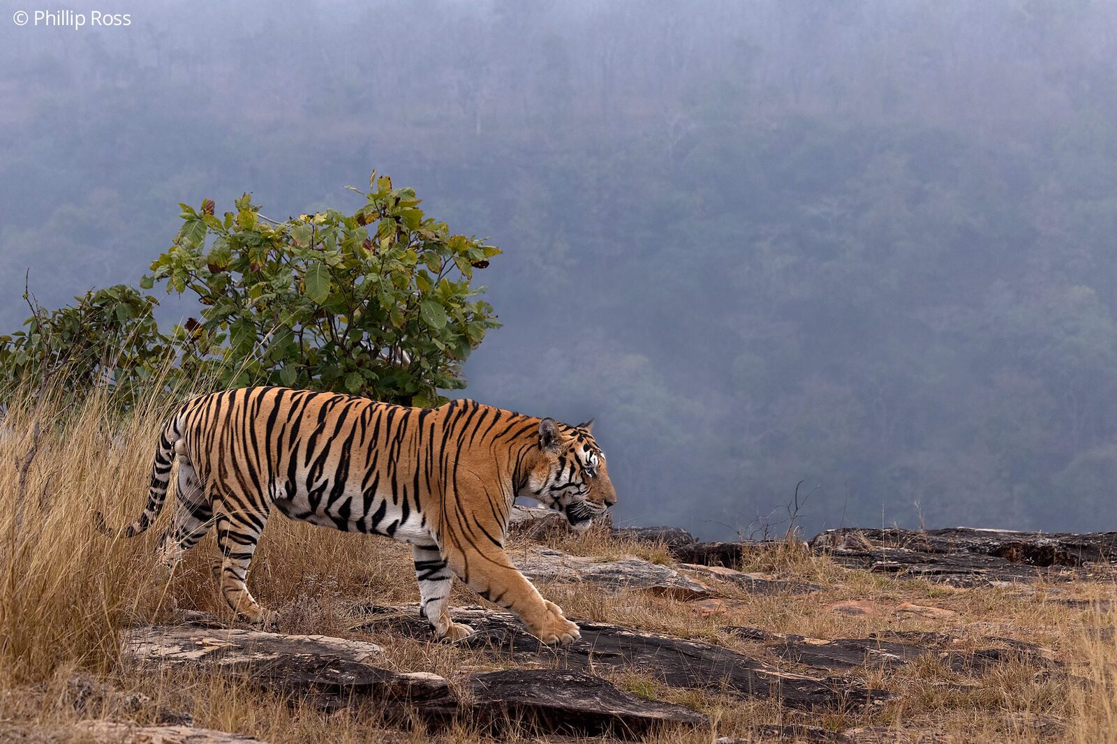 A tiger (Panthera tigris) on a misty ridge