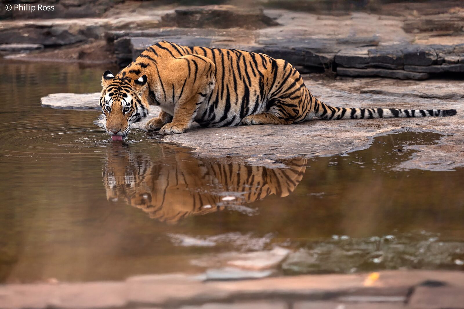 A tiger (Panthera tigris) drinking at a rock pool
