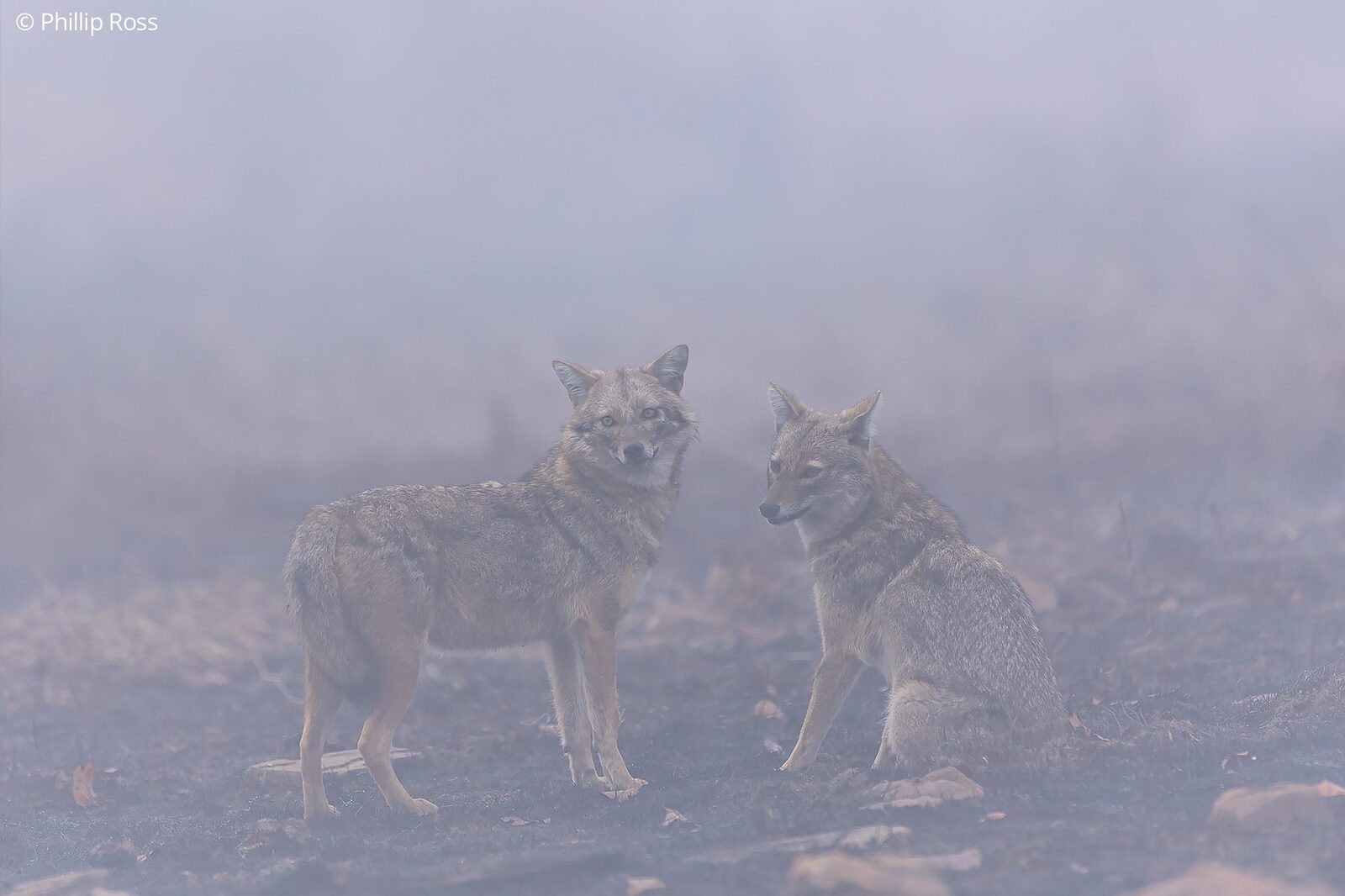 Jackals (Canis aureus) in the fog