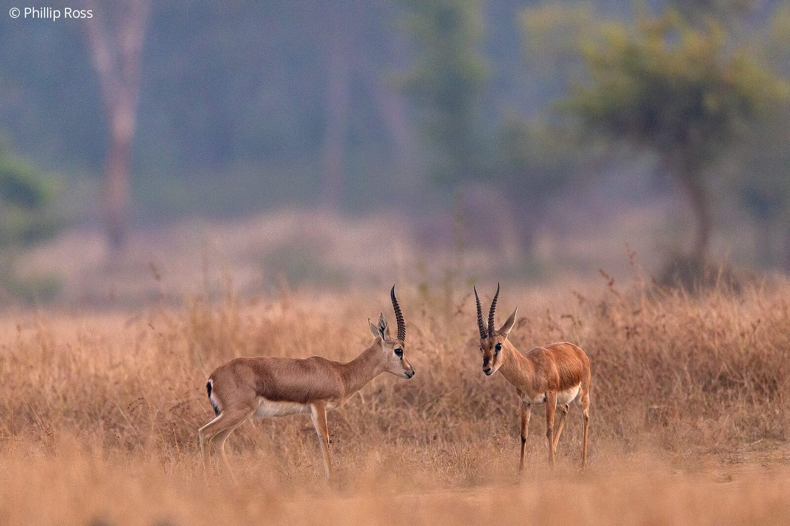 Two chinkara (Gazella bennettii) in the grassland