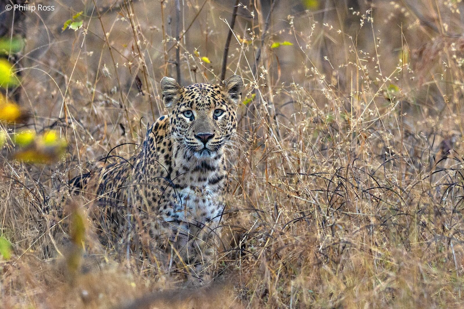 A leopard (Panthera pardus) in the dry grass
