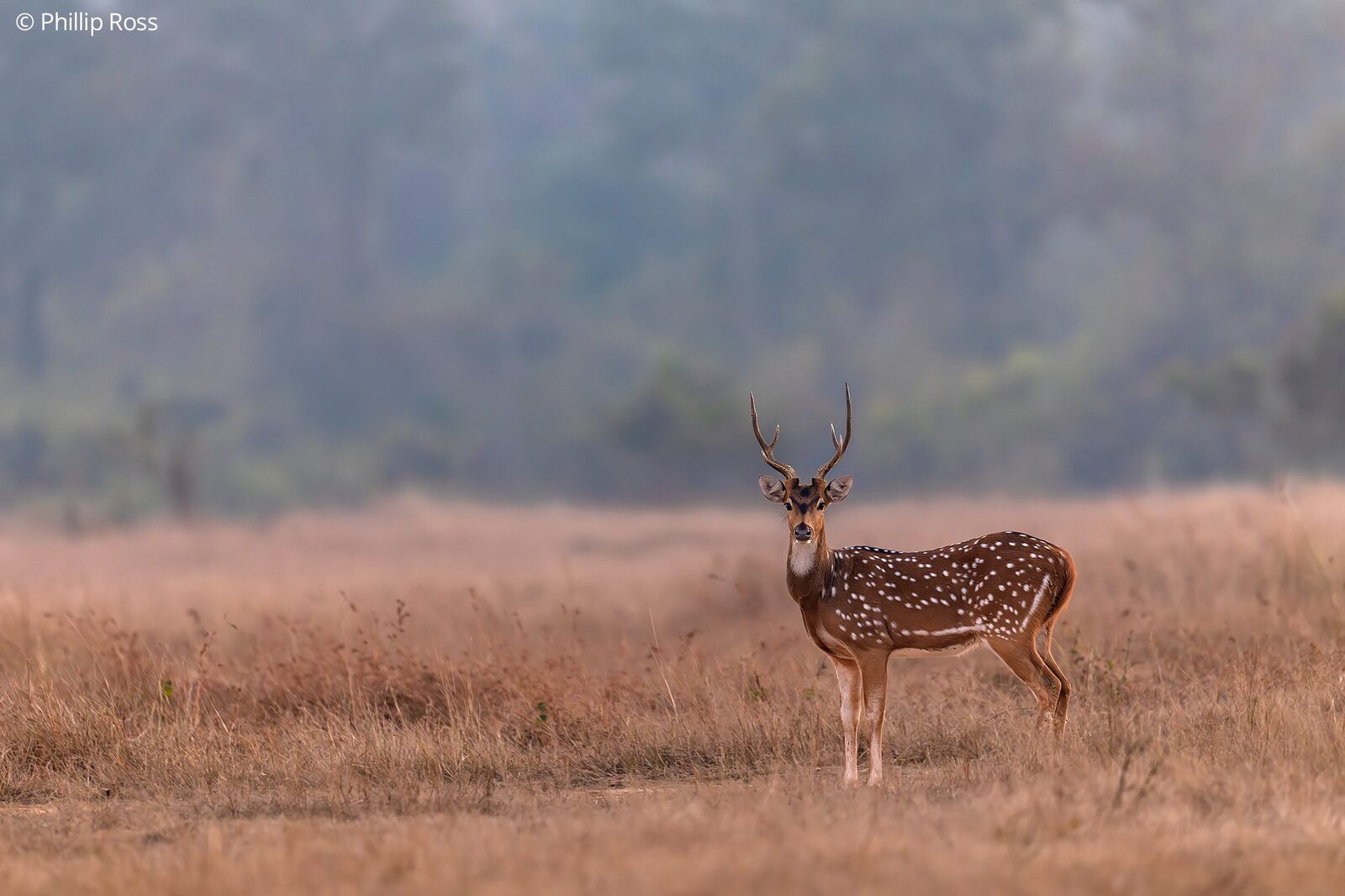 A chital stag (Axis axis) on the grassland