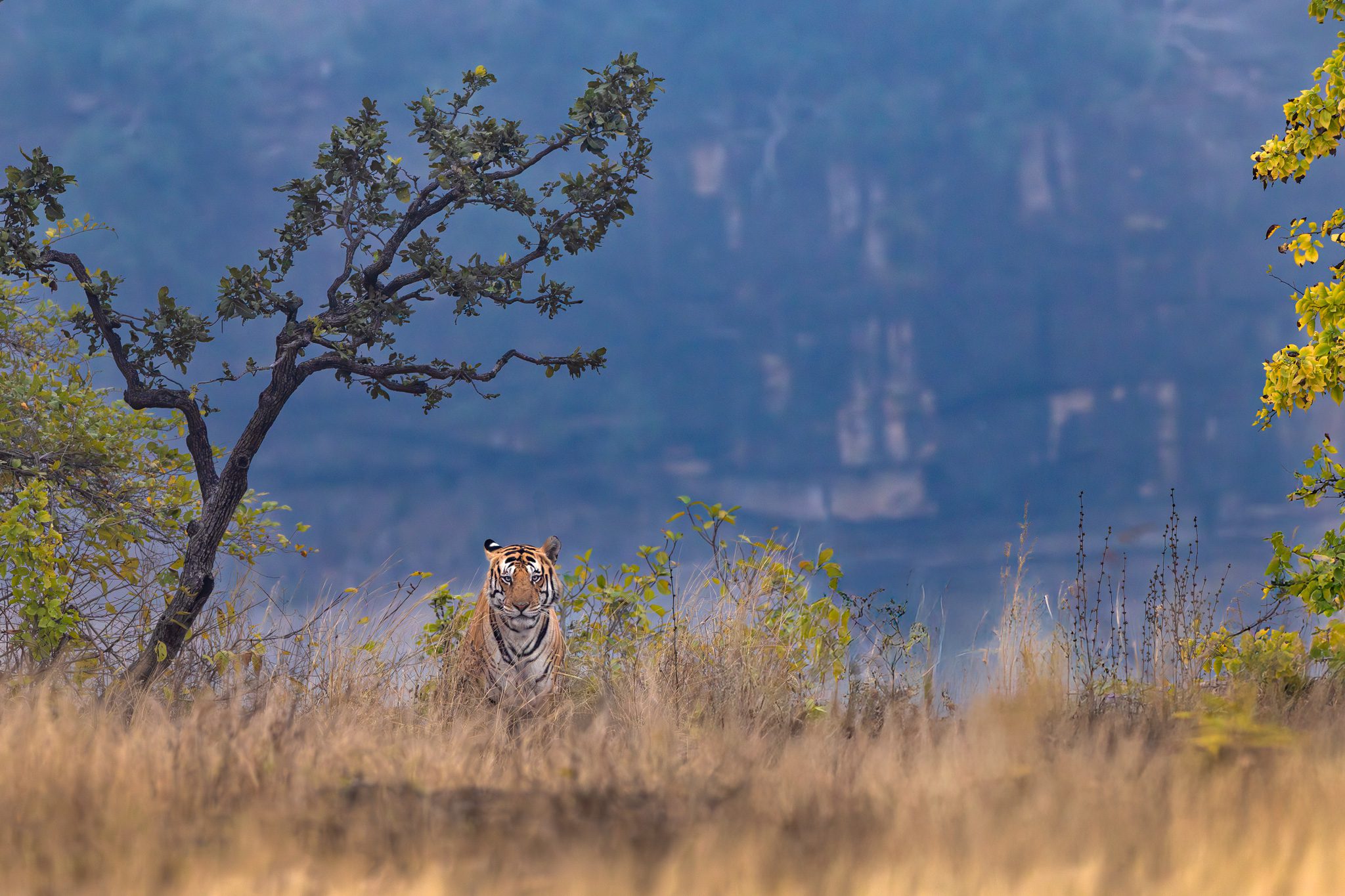 A male tiger in tall grass at the edge of a gorge, steep cliffs behind, in Panna Tiger Reserve