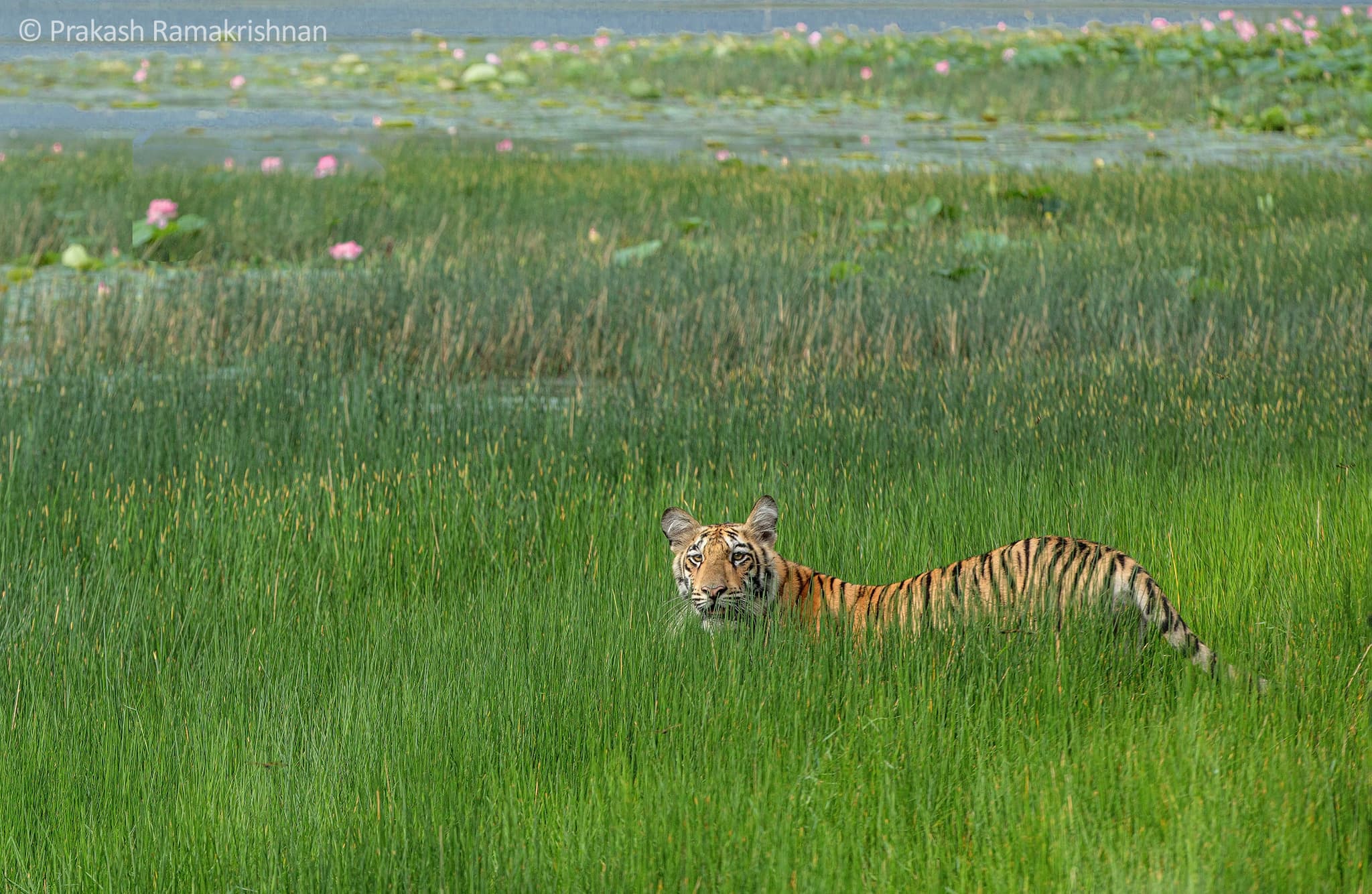 A tiger (Panthera tigris) among lotus flowers in Pench