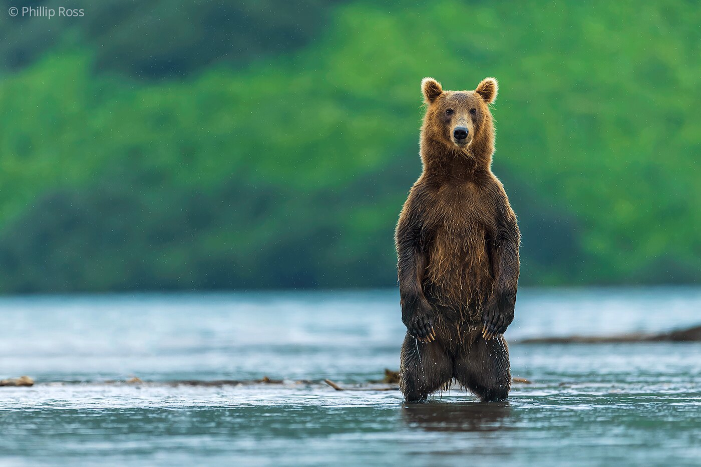A Kamchatka brown bear (Ursus arctos beringianus) standing upright in a lake in Kamchatka, scanning the water for salmon