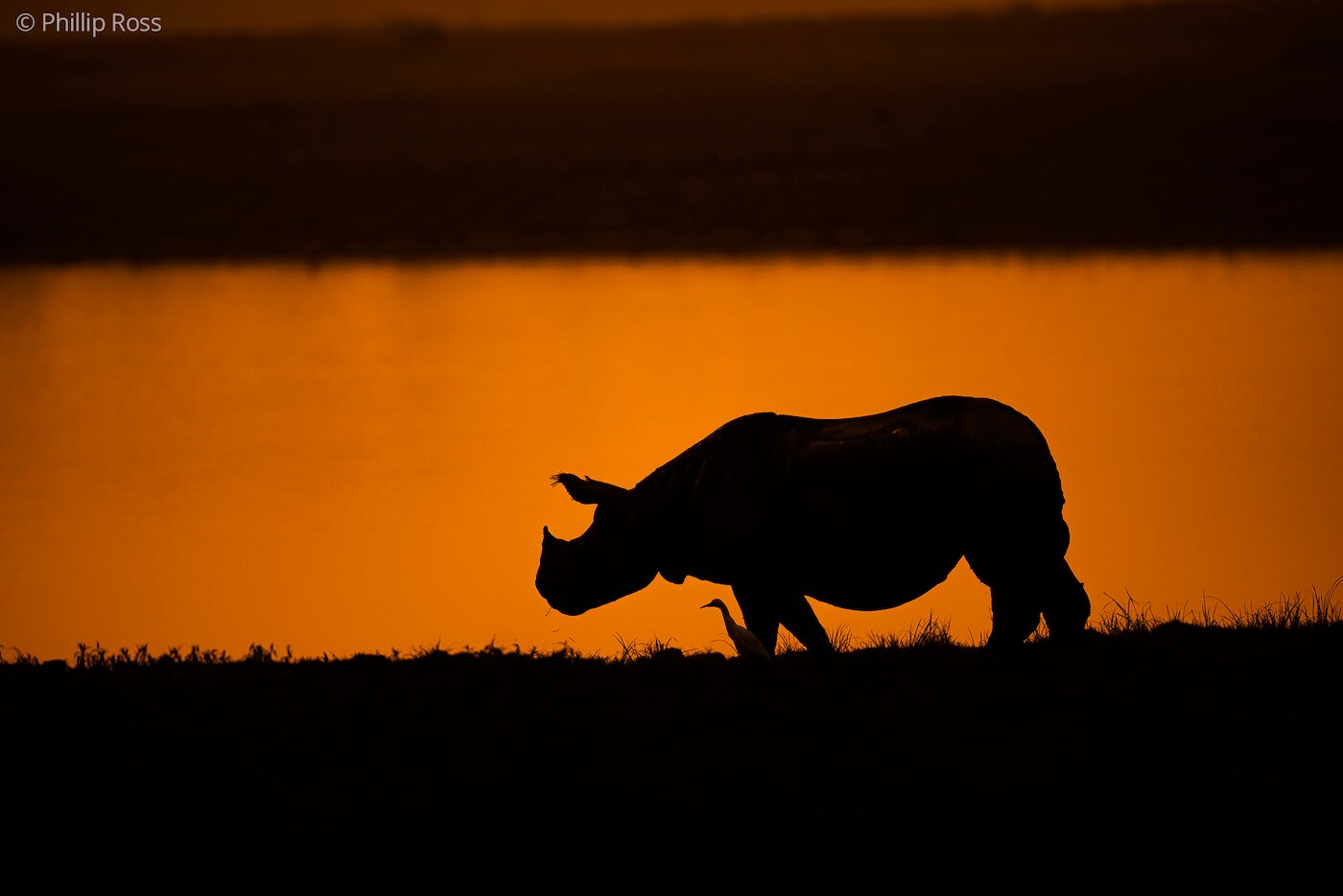 A one-horned rhino in silhouette against an orange sunset sky in Kaziranga