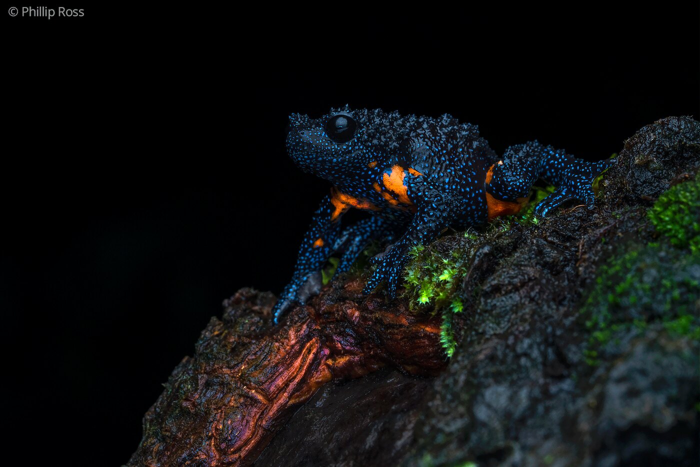 A galaxy frog (Melanobatrachus indicus), black with pale blue speckles and orange flank patches, on a mossy log at night in Munnar