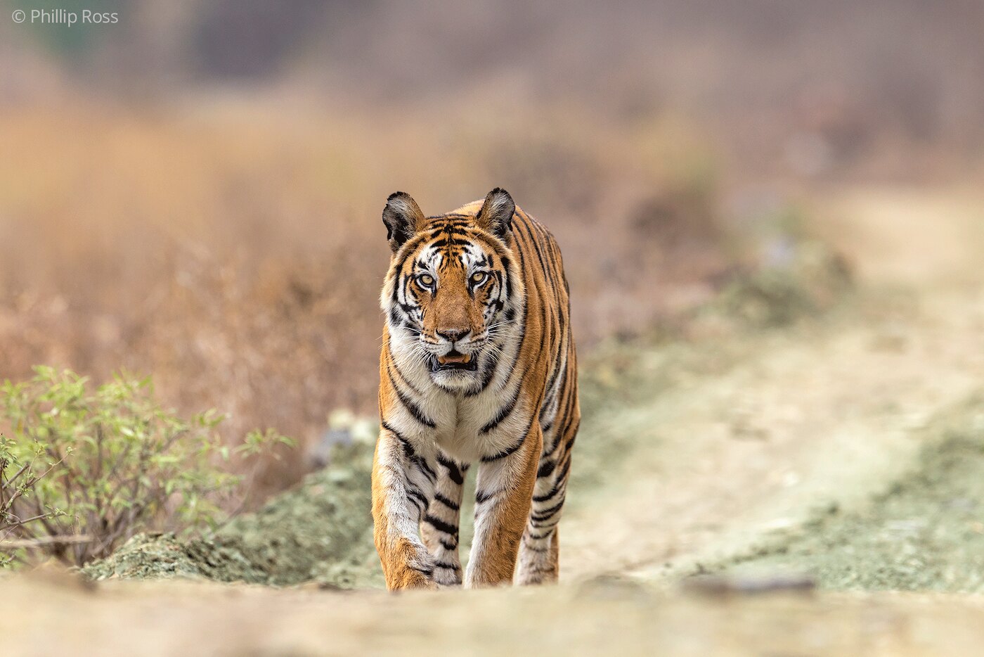 A tigress walking head-on towards the camera across a sandy track in Panna