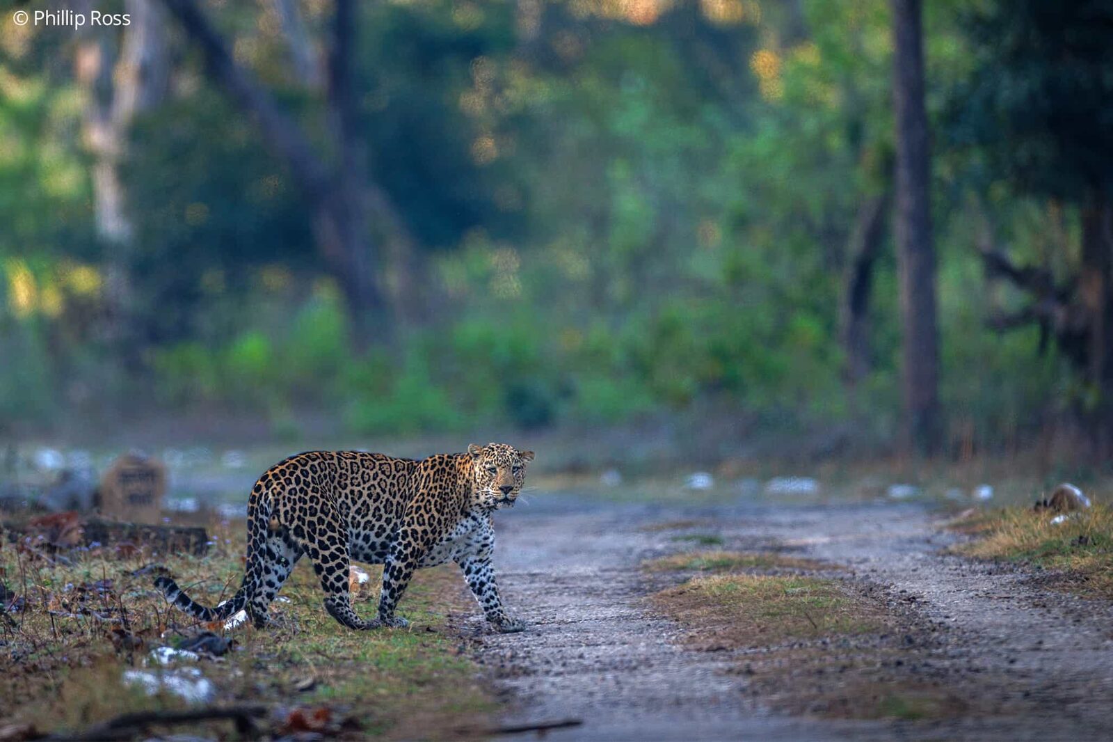 A leopard (Panthera pardus) crossing a forest road