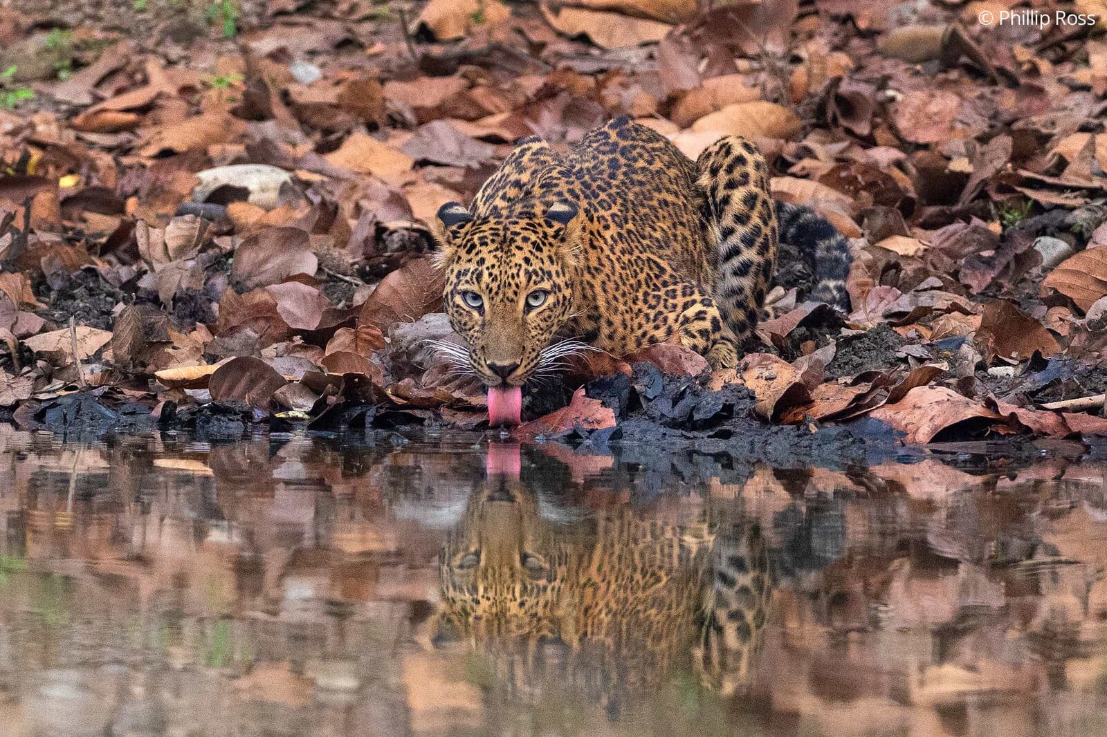 A leopard (Panthera pardus) drinking among the fallen leaves