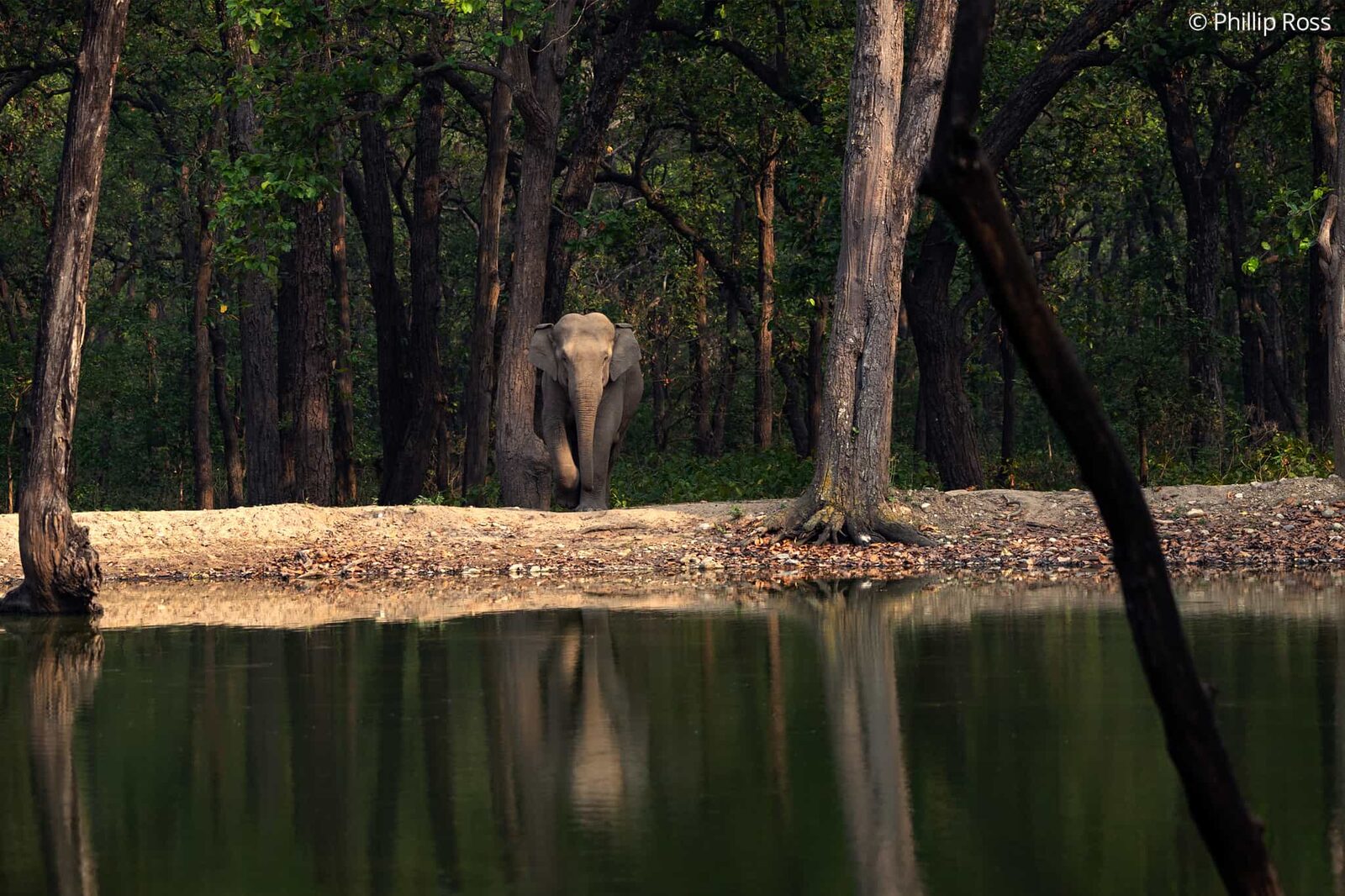 An elephant (Elephas maximus) by a forest pool