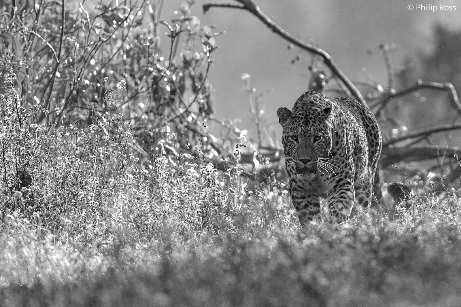 A leopard (Panthera pardus) in the undergrowth, in black and white