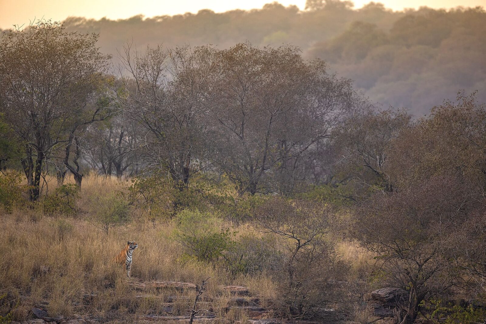 A tiger (Panthera tigris) in the Ranthambhore landscape