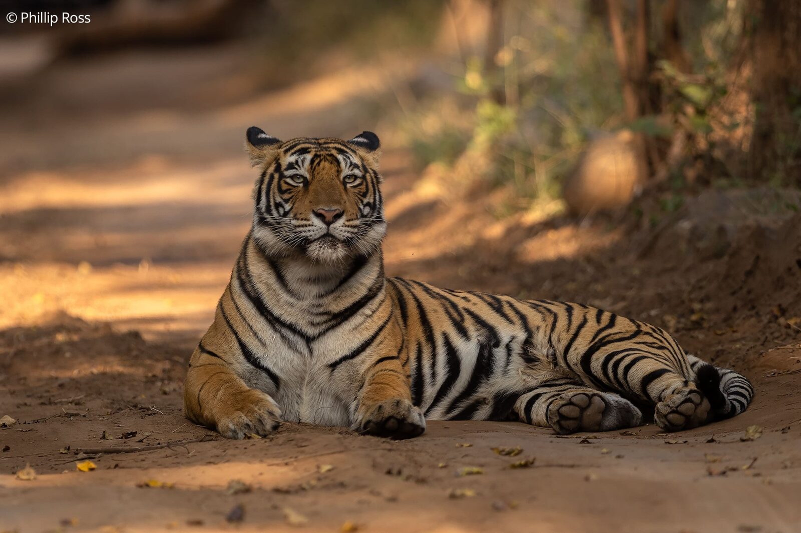 A tiger (Panthera tigris) lying on the forest track
