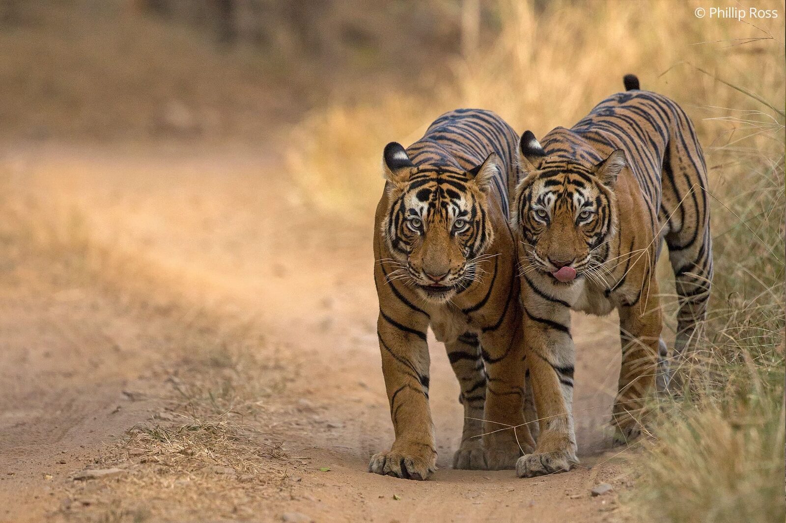 Tigers (Panthera tigris) in Ranthambore on a Wildlife Photography Tour
