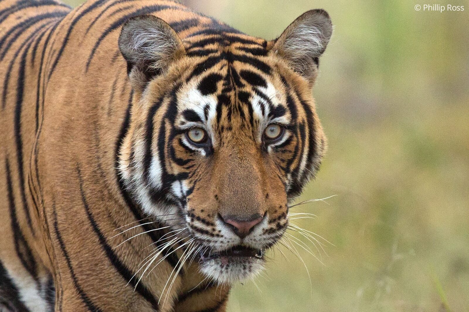 Tiger (Panthera tigris) in Ranthambore on a Wildlife Photography Tour