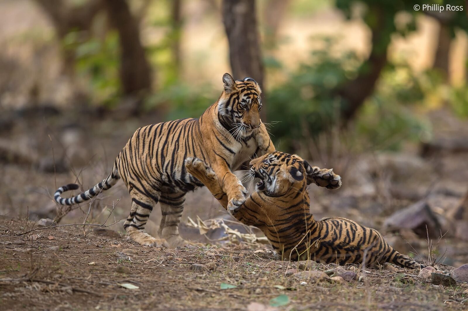 Tigers (Panthera tigris) playing in Ranthambore on a Wildlife Photography Tour