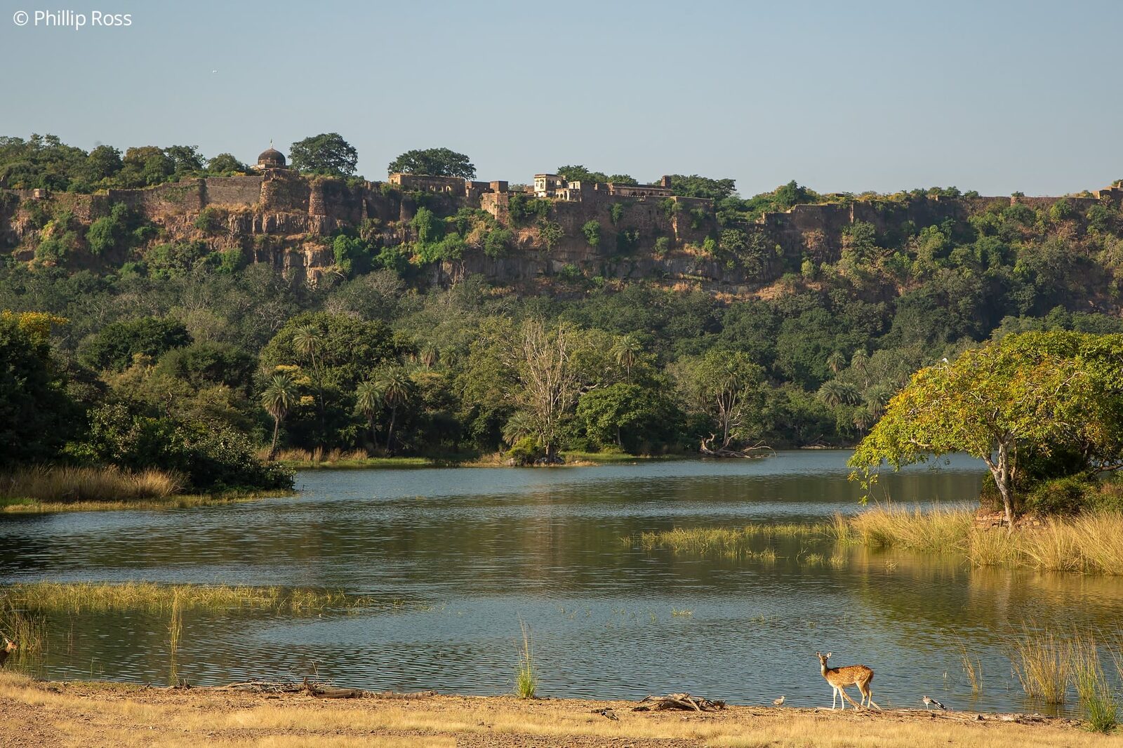 Ranthambore Fort on a Wildlife Photography Tour