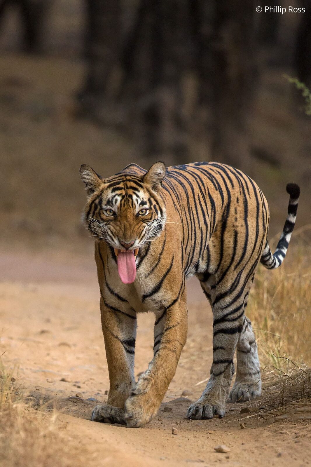 A tiger (Panthera tigris) in a Flehmen response while walking along the trail
