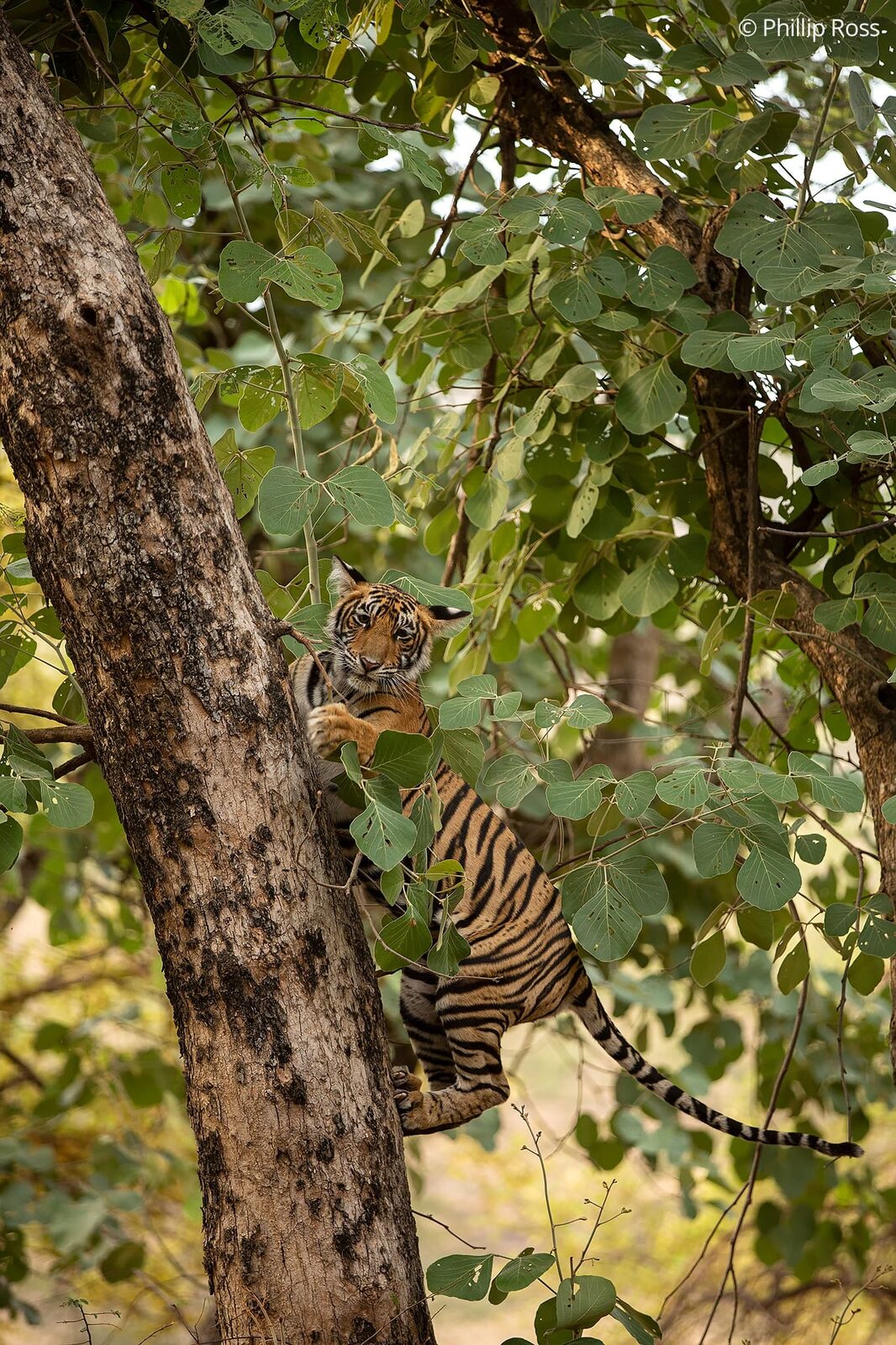 A young tiger (Panthera tigris) climbing a tree in Ranthambore