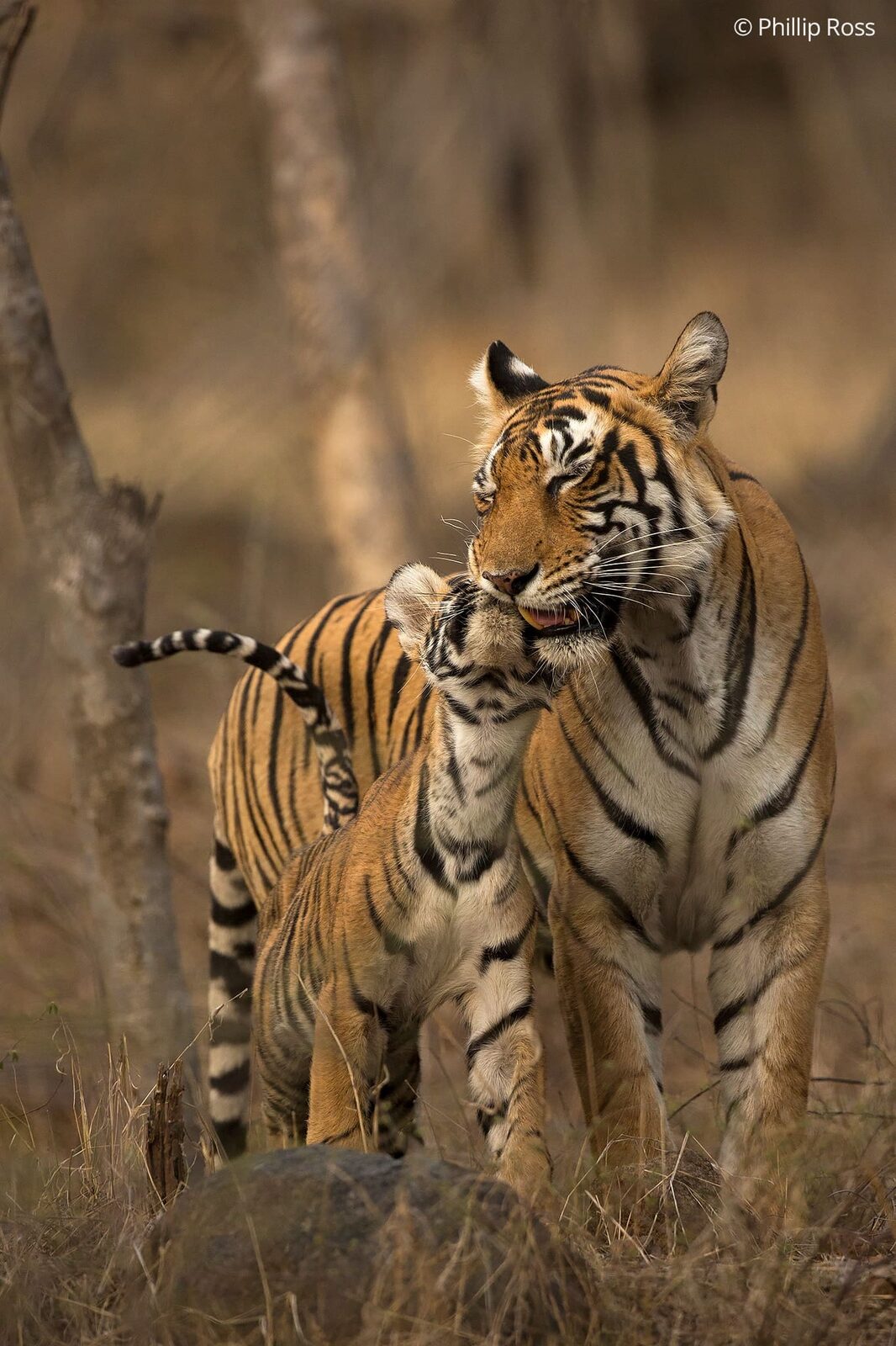 Tiger and cub (Panthera tigris) in Ranthambore on a Wildlife Photography Tour