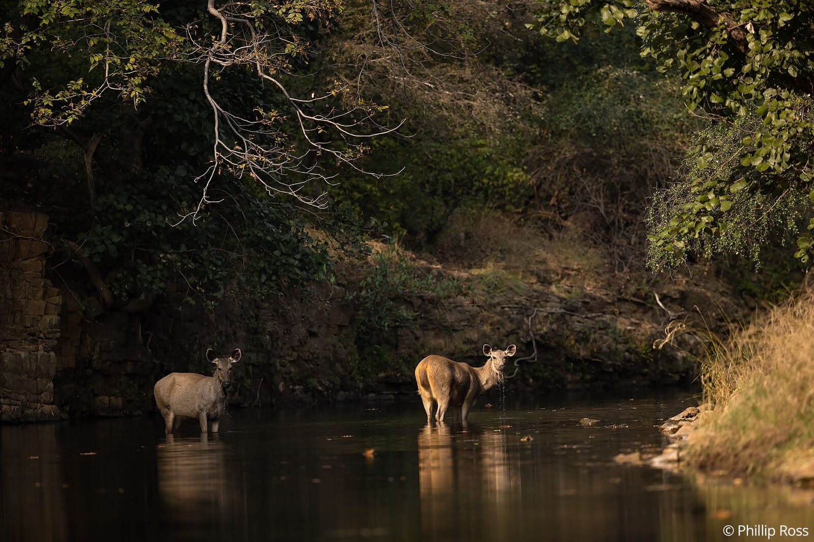 Sambar deer (Rusa unicolor) in the stream
