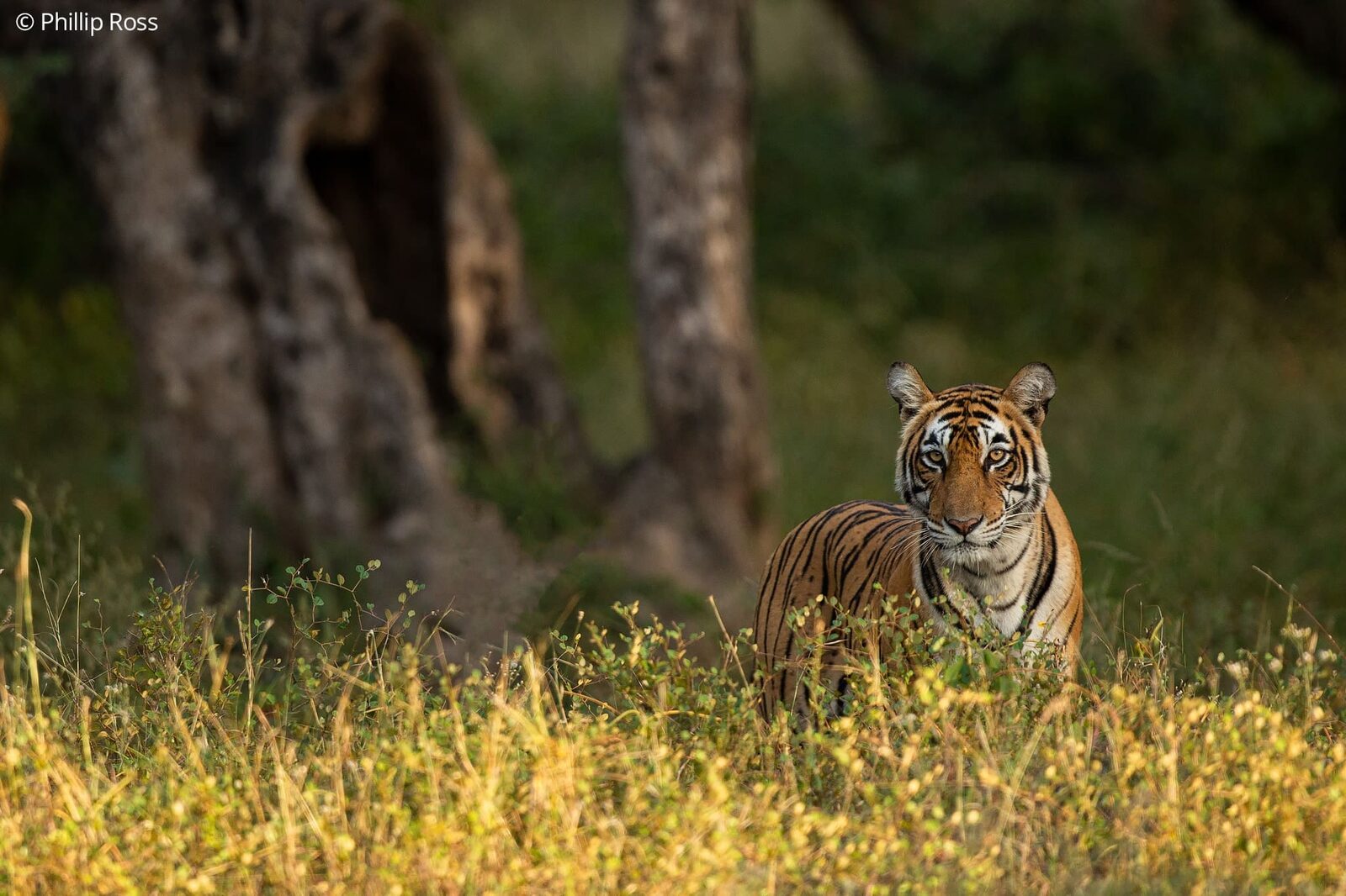Tiger (Panthera tigris) in Ranthambore on a Wildlife Photography Tour