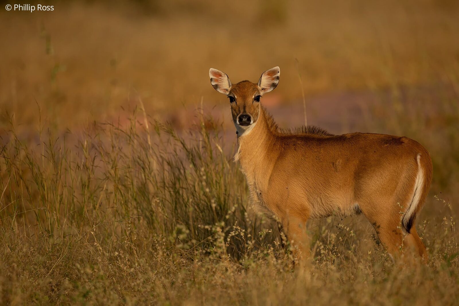 Nilgai (Boselaphus tragocamelus) in Ranthambore on a Wildlife Photography Tour