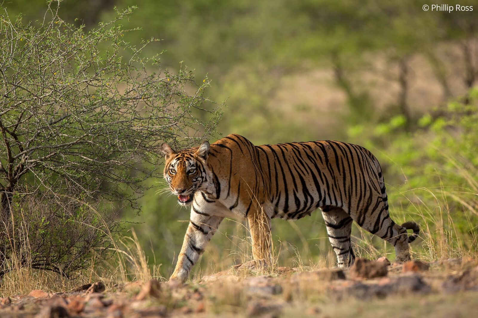 Tiger (Panthera tigris) in Ranthambore on a Wildlife Photography Tour