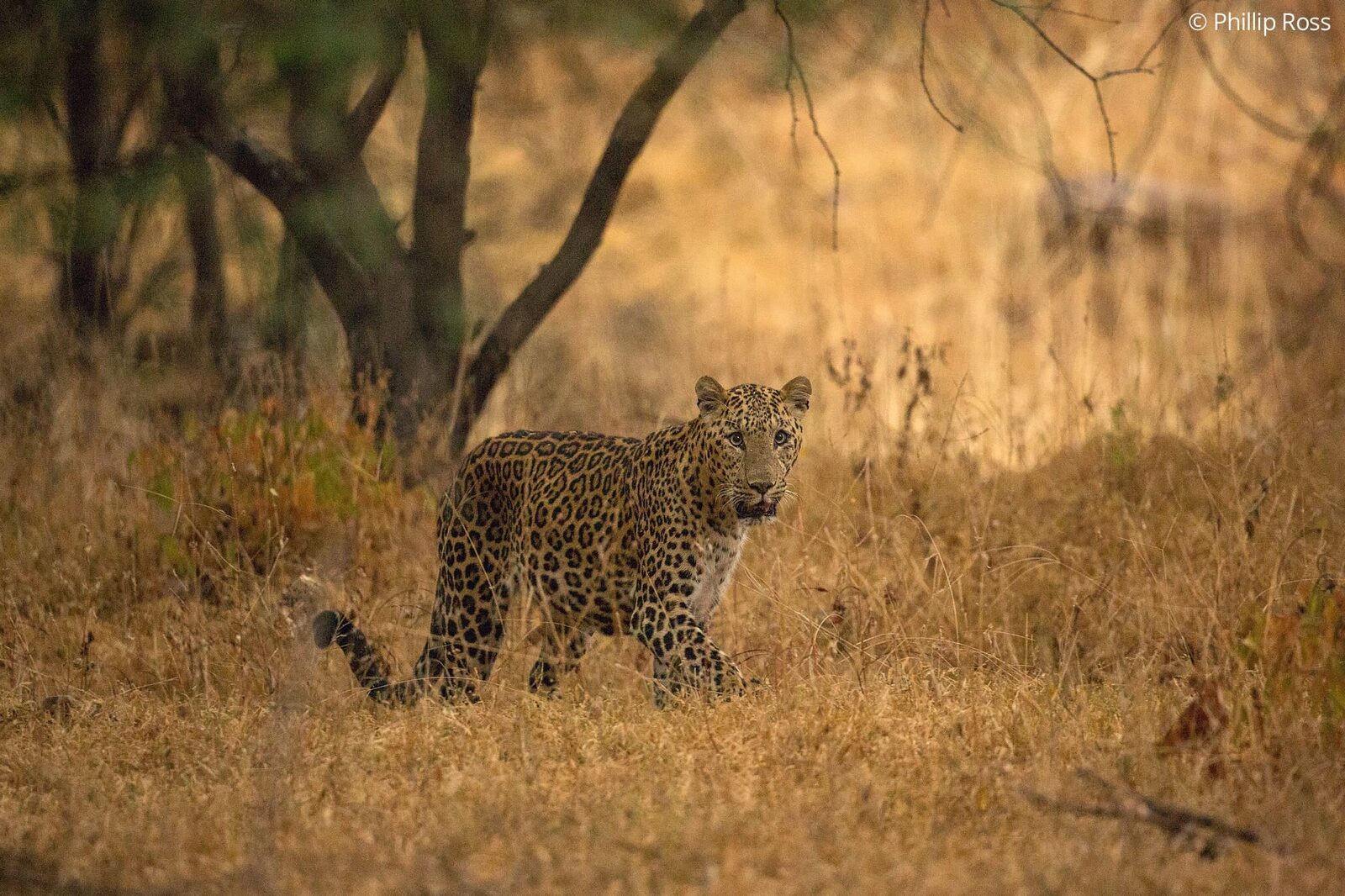 Leopard (Panthera pardus) in Ranthambore on a Wildlife Photography Tour