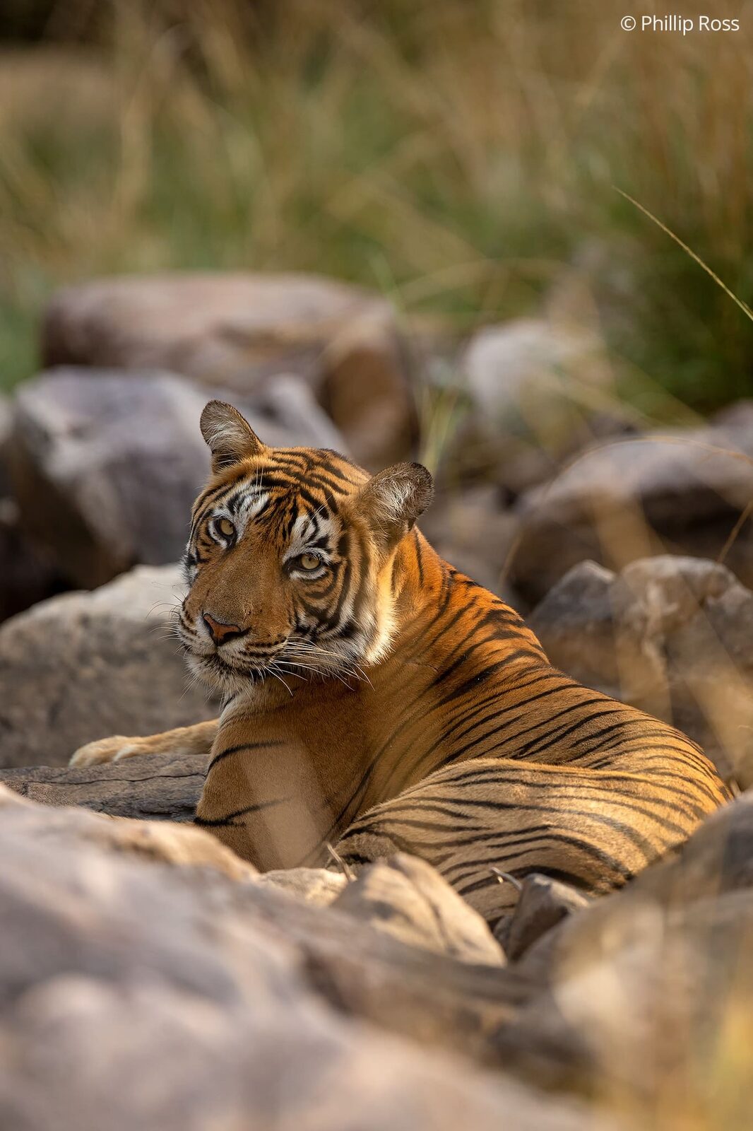 Tiger (Panthera tigris) in Ranthambore on a Wildlife Photography Tour